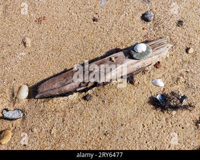 Seashell And DriftWood And Seaweed on Beach Sand Stock Photo