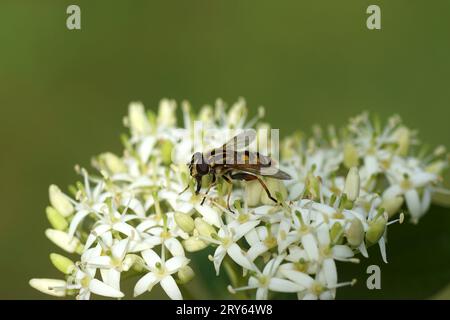 Close up Sun fly Helophilus pendulus. Family syrphidae. On white flowers of common dogwood (Cornus sanguinea). Stock Photo