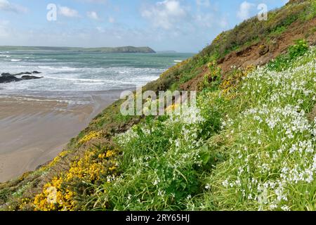 Three cornered leek / Three cornered garlic (Allium triquetrum), an invasive species in the UK, flowering in dense clumps on a coastal headland alongs Stock Photo