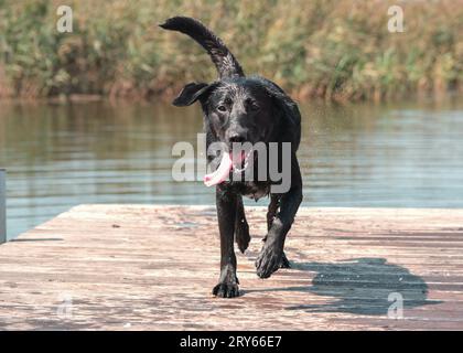 Happy labrador retriever running off a dock at pond in park. Stock Photo