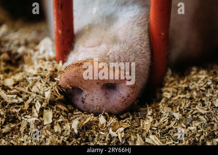 Close up of pig at the fair sticking snout through gate Stock Photo