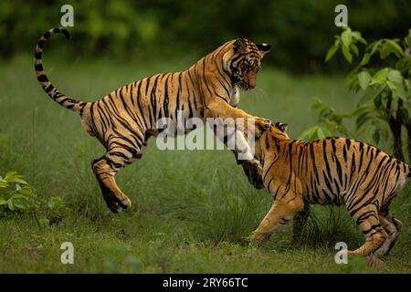 Tiger cubs being playful MAHARASHTRA INDIA HILARIOUS images of two tiger cubs boxing each other show that even among siblings, sometimes there is no l Stock Photo