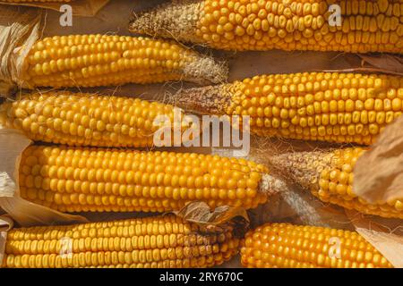 Corn grain in a mature head, top view. Stock Photo