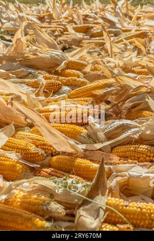 A pile of corn is laid out and dried in a field. Harvesting corn Stock Photo