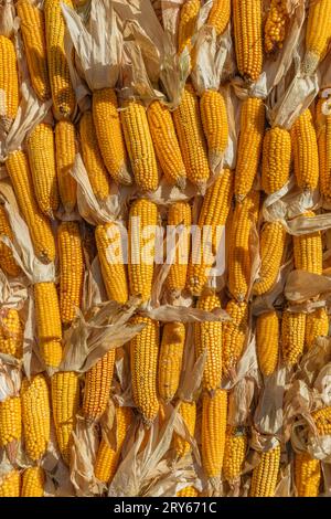 A pile of corn is laid out and dried in a field. Harvesting corn. Stock Photo