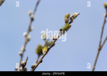 Willow Salix caprea branch with coats, fluffy willow flowers. Easter. Palm Sunday. Goat Willow Salix caprea in park, Willow Salix caprea branches with Stock Photo