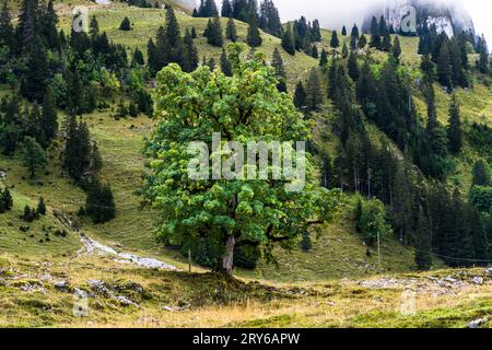 The primeval landscape of Brecca is a varied hiking area. Jaun, Switzerland Stock Photo