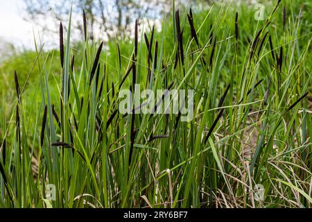 Carex acuta - found growing on the margins of rivers and lakes in the Palaearctic terrestrial ecoregions in beds of wet, alkaline or slightly acid dep Stock Photo