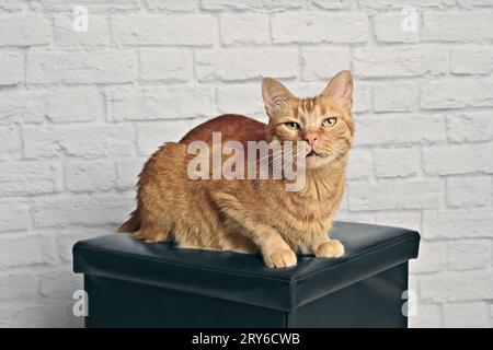 Cute red cat sitting on a stool and looking cuious at camera.. Horizontal image with selective focus. Stock Photo