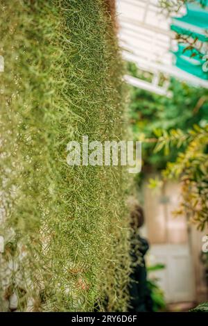 Green wall. Spanish Moss, Tillandsia usneoides, Ripley Castle and gardens, Ripley, Harrogate Stock Photo