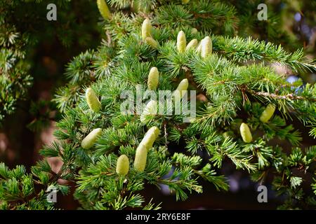 Green cones on the Giant Cedar of Lebanon tree evergreen conifer planted in 1804 in the Museum of Fine Arts of Tours gardens Tours France Stock Photo