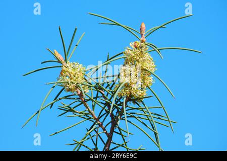 The yellow-green flowers of the Needle Tree, Hakea preissii, also known as Needle Bush and Christmas Hakea, native to Western Australia. Stock Photo