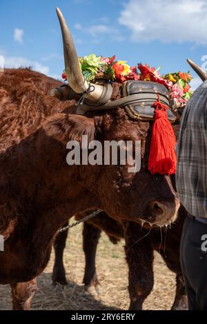 A pair of bulls being displayed at a harvest festival in France Stock Photo