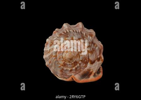 Nature's beauty in the spiral posterior end of a reddish brown bullmouth (bull mouth) helmet seashell, cypraecassis rufa, against black background. Stock Photo
