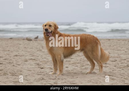 A golden retriever plays at the beach, running in the sand. Stock Photo