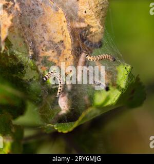 The apple ermine has wrapped around the branch of an apple tree. Many caterpillars are visible Stock Photo