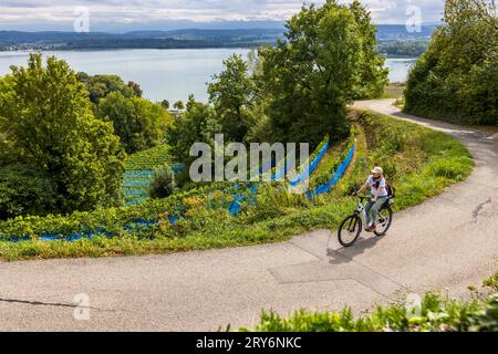 Journalist Angela Berg cycles along a winding road above Lake Murten near Vully-les-Lacs, canton of Vaud, Switzerland. Blue protective nets against birds and hail cover the steep vineyard terraces in the foreground. The route is part of the self-guided "Genussreise – Étape Gourmande" travel programme of the Lake Murten region. Stock Photo