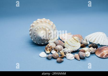 Different sea shells isolated on a blue background, from Adriatic sea Stock Photo