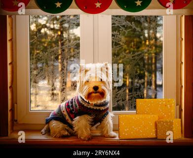 Dog in cozy ugly sweater sitting in house decorated for Christmas next to pile of gifts on beautiful winter day Stock Photo