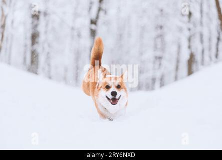 In beautiful winter park dog playing in snow Stock Photo