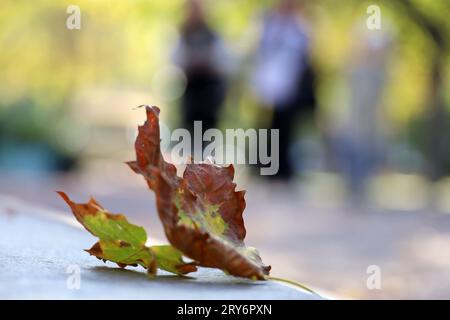 Autumn season, fallen maple leaf on concrete curb in city park on blurred people background Stock Photo