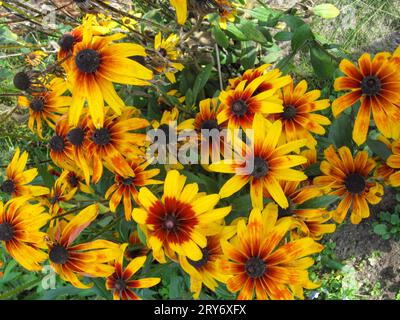 Top view of blooming helenium flowers against a background of green leaves. Garden, dacha, rural. Stock Photo