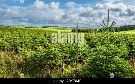 Christmas trees growing on a Christmas tree farm in South Lanarkshire, Scotland Stock Photo