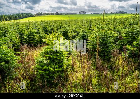 Christmas trees growing on a Christmas tree farm in South Lanarkshire, Scotland Stock Photo