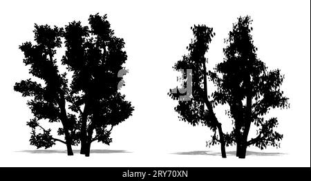 Set or collection of Common Hazel trees as a black silhouette on white background. Concept or conceptual 3D illustration for nature, planet, ecology a Stock Photo