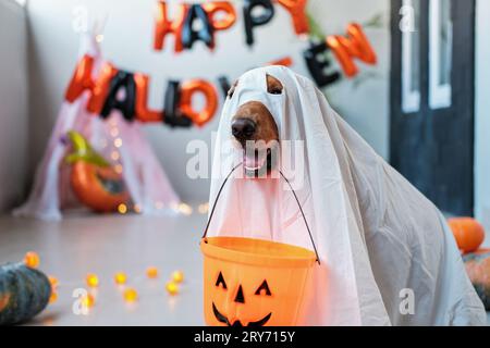golden retriever dressed up for halloween And the award for most creative dog costume goes to @eastcoastwoofers Don't forget to tag us in your pup's Halloween costume pics so we can reshare! #dogcostume #goldenretriever #goldenretrieverlove # halloween #