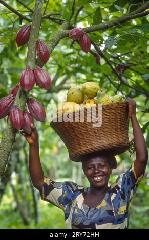 Ghana, Kumasi region; woman picking cacao fruits on a plantation. Stock Photo