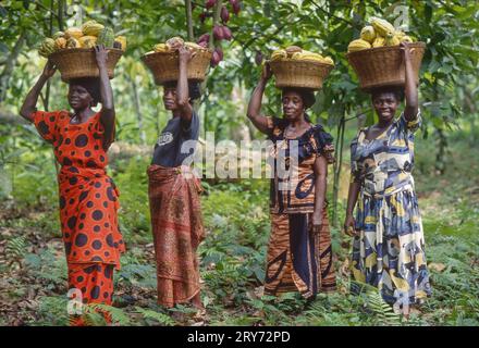 Ghana, Kumasi area Women with the picked cacao fruit.The cacao is very important for the export earnings. Stock Photo