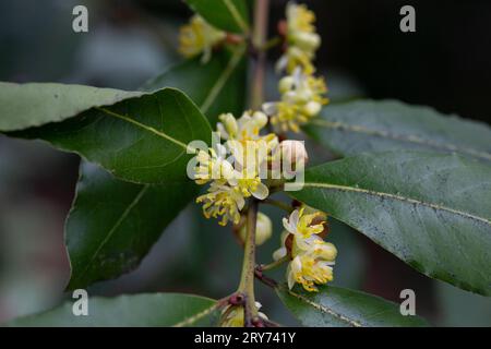 Blossom of Laurus nobilis plant, Laurus azorica, aromatic and medicinal ...
