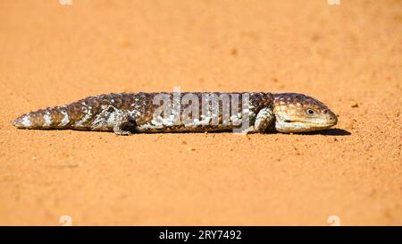 Bobtail Lizard, Tiliqua rugosa rugosa, also known as Western Shingleback, on a dirt road in the Wheatbelt region of Mount Caroline, Western Australia. Stock Photo