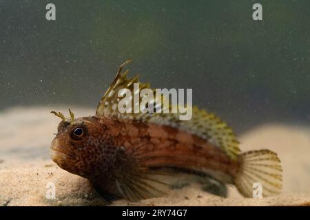 butterfly blenny sitting on the sea floor Stock Photo