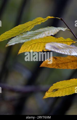 Autumnal leaves Stock Photo