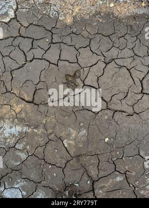 dried mud blakeney norfolk england Stock Photo