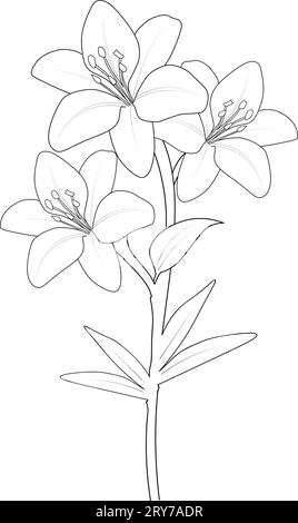 outline lily flower tattoo designs, realistic lily drawing, realistic ...