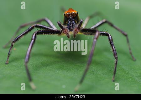 Jumping spider Epeus glorius standing on a leaf Stock Photo