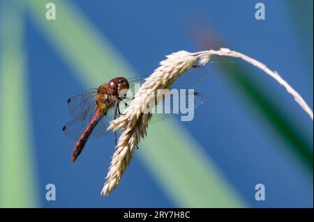 Dragonfly Sympetrum striolatum aka common darter is resting on the straw. Isolated on green and blue blurred background. Early autumn. Czech republic. Stock Photo