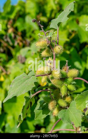 A Xanthium plant also known as common cocklebur during the summer season Stock Photo