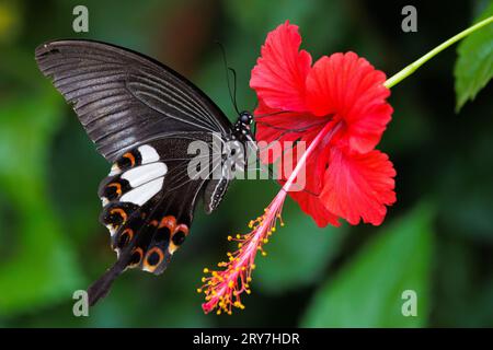 Papilio Helenus on Hibiscus flower Stock Photo