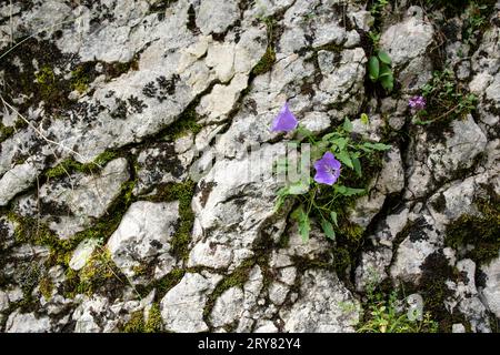 Campanula rotundifolia flowers known as small bluebell, growing on a stone boulder in Rarau mountains in Romania.  close up Stock Photo