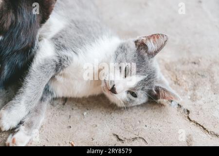 gray kitten lies on the gray floor. The kitten sleeps on the concrete floor. A cute gray and white cat is resting. Day of cats. Stock Photo