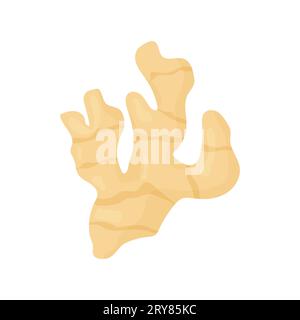ginger root, pure, plant, medicine. Vector illustration isolated on white background Stock Vector