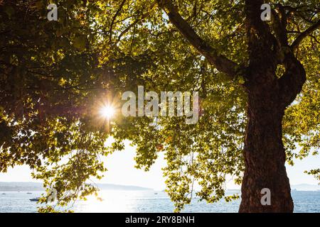 The sun brightly shines through the crooked branches of a majestic green tree. Beautiful oak tree by the seashore and sunlight among its branches and Stock Photo