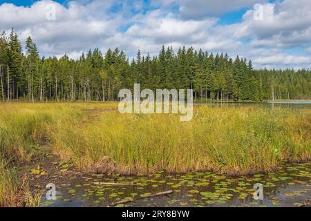 Autumn landscape at the forest lake. Beautiful water lily leaves in a lake by a forest on a sunny summer day. The calm of an autumn morning. Whonnock Stock Photo