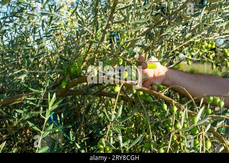 Hands holding pruning shears and cutting olive tree branch in spring. Traditional seasonal pruning. Stock Photo