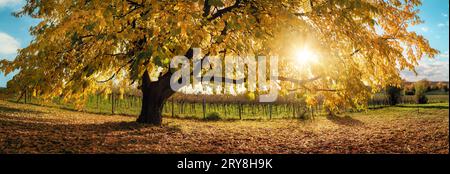 Gorgeous tree in autumn sunshine. A panoramic view of a rural landscape with the sun shining through the branches Stock Photo