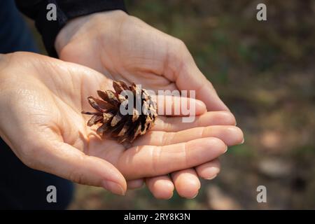 Pinecone in open hands. Nature conservation. Cone in open palm hands in sunlight. Beauty in nature. Natural decoration. Woman holding pinecone in hand Stock Photo